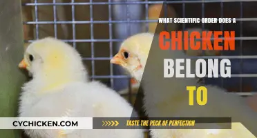 Unraveling the Scientific Classification: What Order Does a Chicken Belong To?