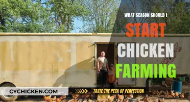 Best Season to Begin Chicken Farming: A Beginner's Guide