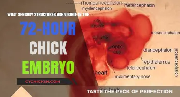 Sensory Structures in Chick Embryos: What's Visible at 72 Hours