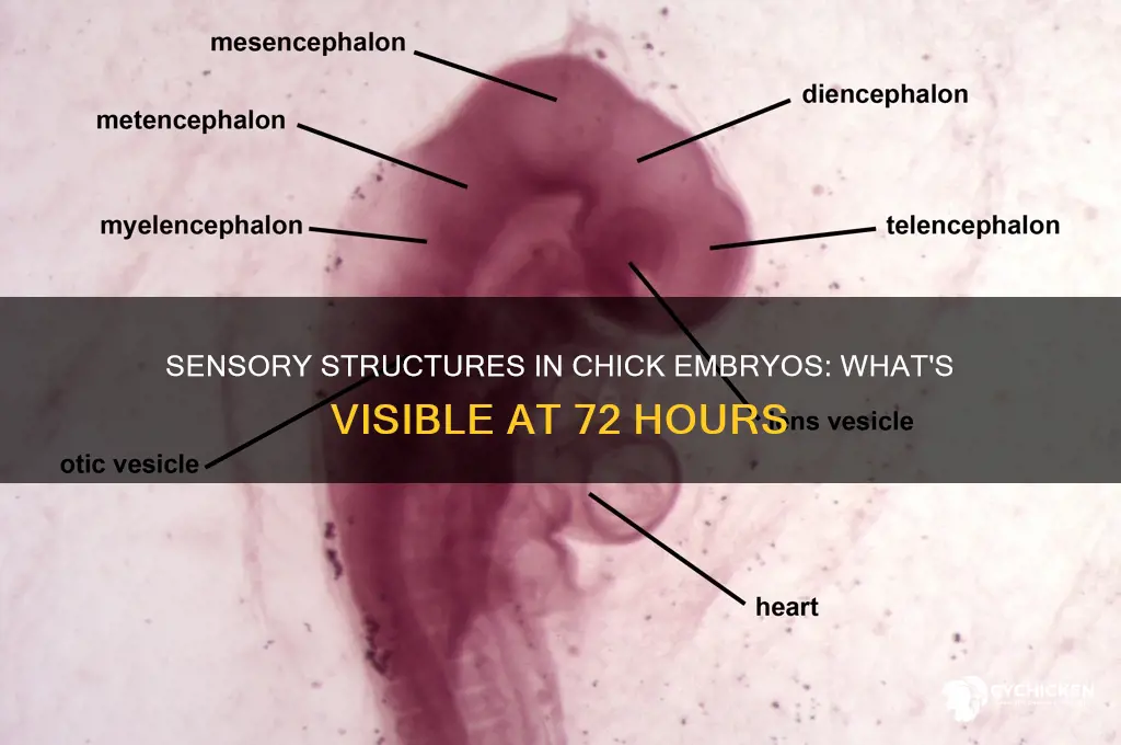 what sensory structures are visible in the 72-hour chick embryo