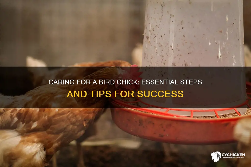 what sgould i do with a bird chick