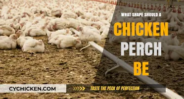 Choosing the Ideal Chicken Perch Shape for Happy, Healthy Birds
