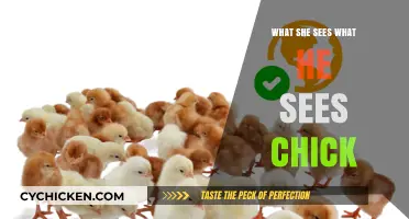 What She Sees vs. What He Sees: Decoding the Chick Perspective