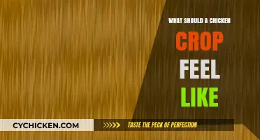 Understanding Your Chicken's Crop: Texture, Firmness, and Health Indicators