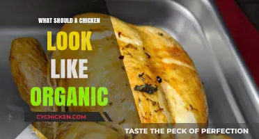 Organic Chicken Essentials: Appearance, Health, and Ethical Farming Practices