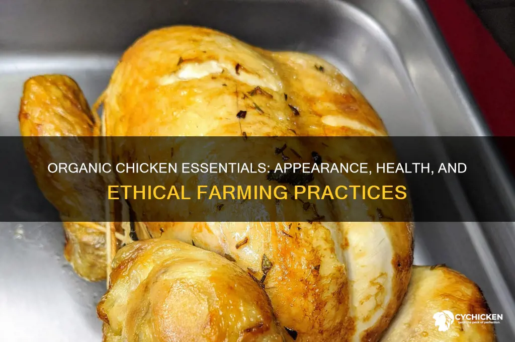 what should a chicken look like organic