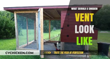 Understanding Healthy Chicken Vents: Appearance, Care, and Common Concerns