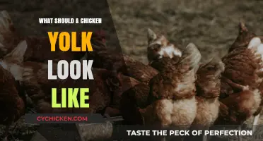 Understanding the Ideal Chicken Yolk Appearance: Color, Texture, and Freshness
