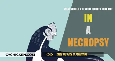 Healthy Chicken Necropsy: Key Indicators of Optimal Internal Health