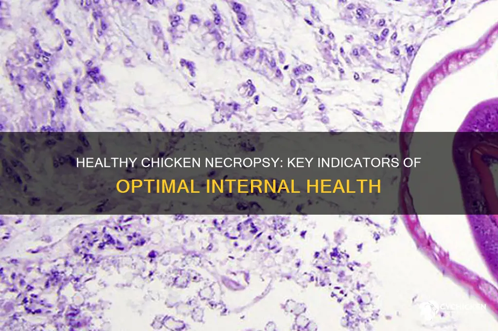 what should a healthy chicken look like in a necropsy