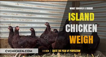 Rhode Island Chicken Weight Guide: Ideal Size for Healthy Birds