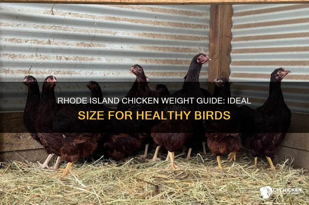 what should a rhode island chicken weigh