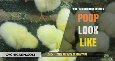 Understanding Healthy Baby Chicken Poop: Color, Consistency, and Concerns