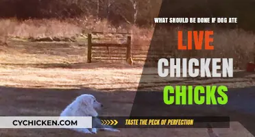 How to Act if Your Dog Eats Live Chicks