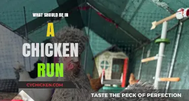 Essential Features for a Safe and Happy Chicken Run Setup