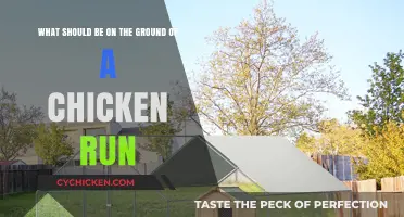 Chicken Run Flooring: What's Best for Your Birds?