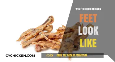 What Should Chicken Feet Look Like: A Guide to Healthy Poultry Paws