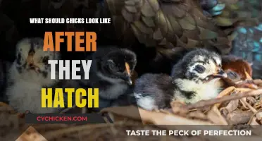 Newly Hatched Chicks: Appearance, Health, and What to Expect