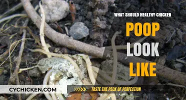 Decoding Healthy Chicken Poop: A Guide for Poultry Parents