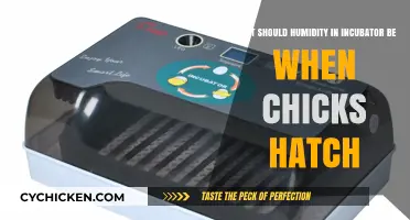 Ideal Humidity for Hatching Chicks in Incubator