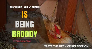 Breaking Broody: Strategies for Un-Brooding Your Chicken