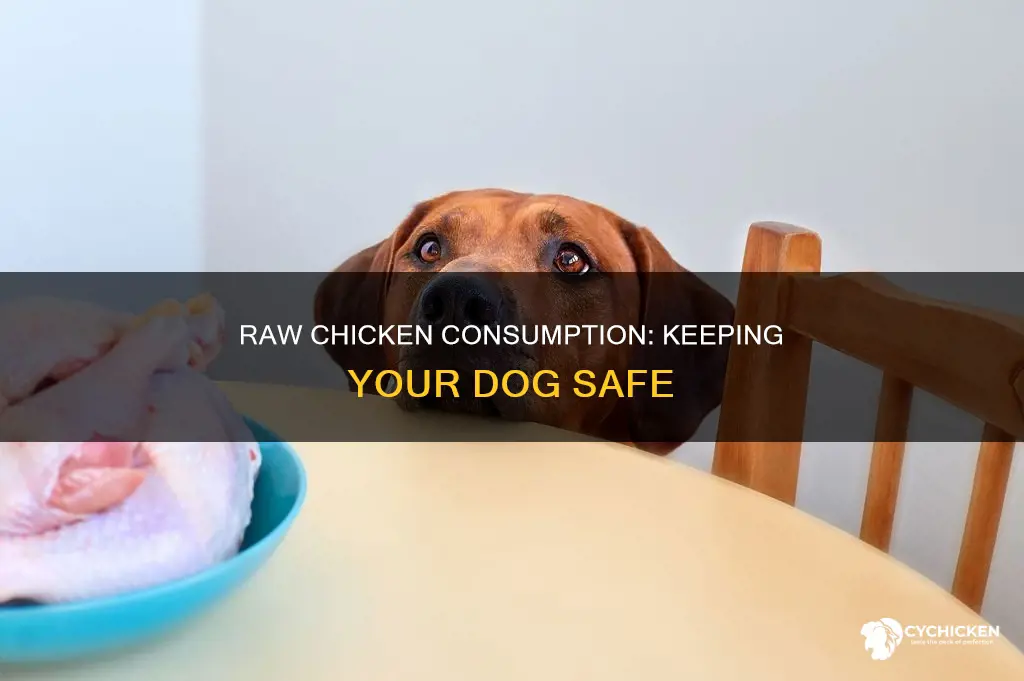 what should i do if my dog ate raw chicken