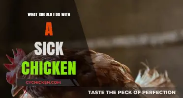 Caring for a Sick Chicken: Essential Steps to Help Your Flock Recover