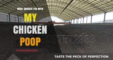 Creative Ways to Recycle Chicken Poop for Garden and Home Use