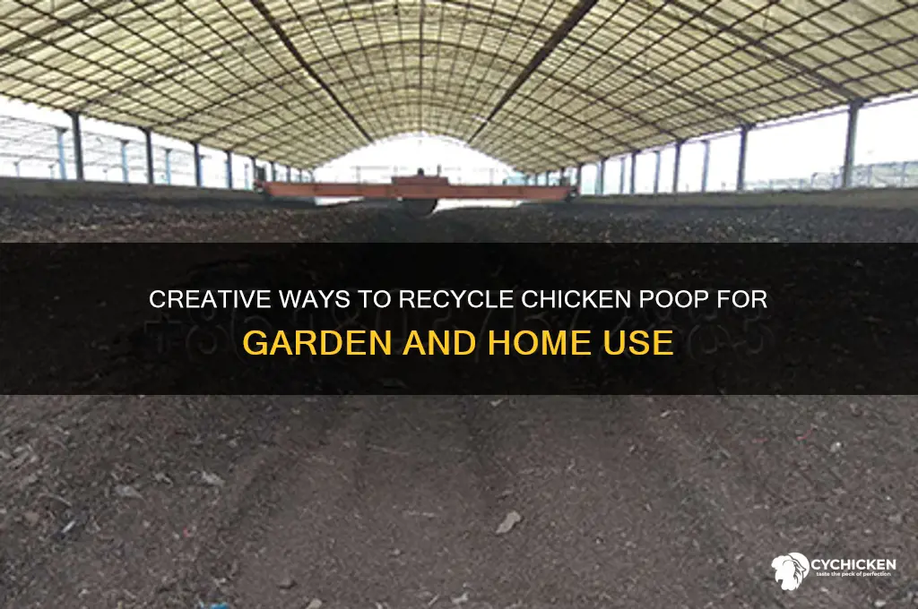 what should i do with my chicken poop