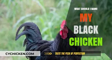 Creative Names for Your Black Chicken: Unique Ideas to Suit Their Personality