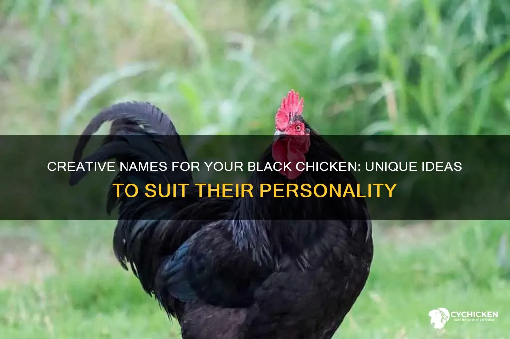 what should i name my black chicken