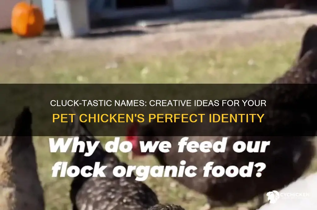 what should i name my pet chicken