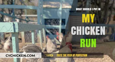Essential Items to Create a Safe and Happy Chicken Run