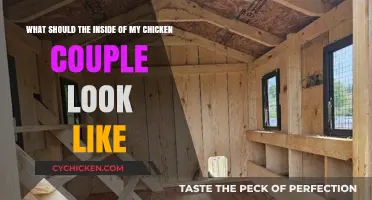 Ideal Chicken Coop Interior: Clean, Spacious, and Safe Setup Tips