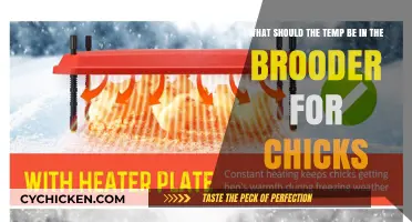 Ideal Brooder Temperature for Chicks: How Hot?