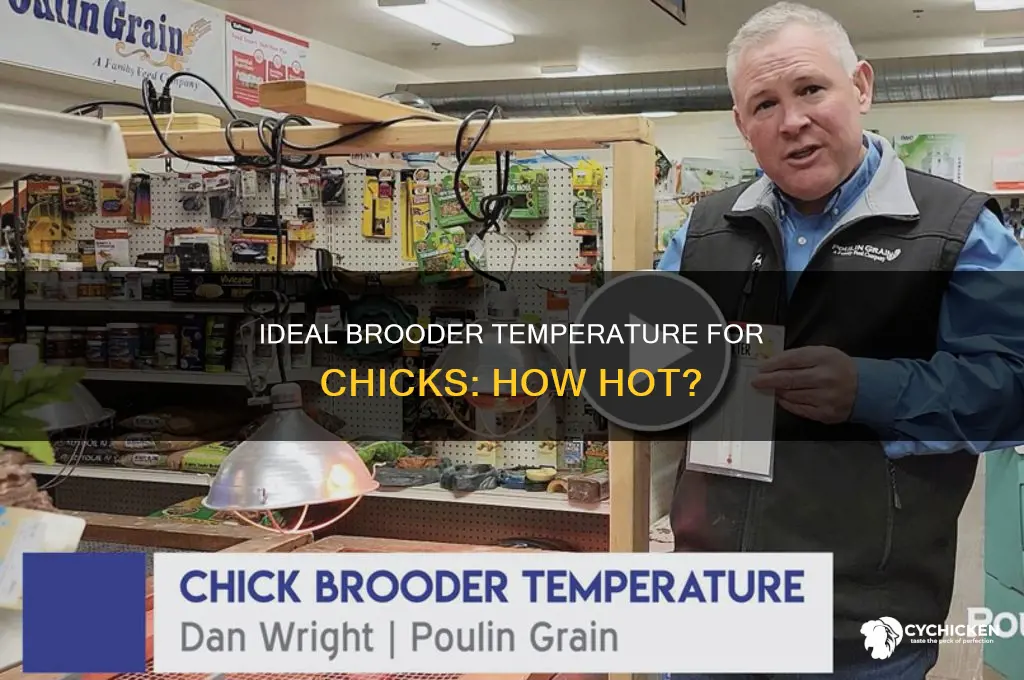what should the temp be in the brooder for chicks