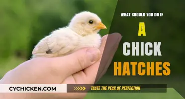 Caring for Newborn Chicks: Essential Steps After Hatching