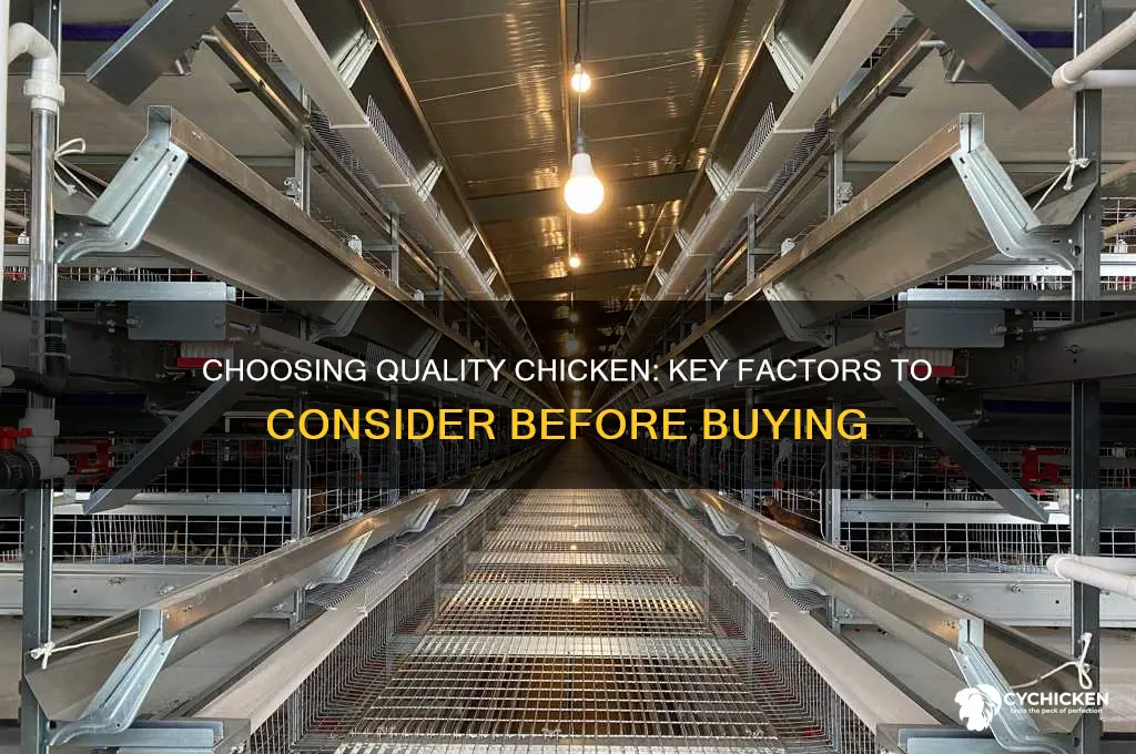 what should you look for when buying chicken