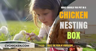Chicken Nesting Box Essentials: What You Need to Know