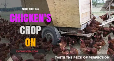 Where is a Chicken's Crop Located? A Quick Anatomy Guide