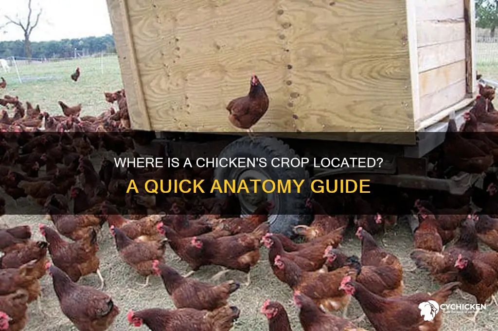 what side is a chicken