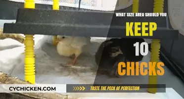 Ideal Brooder Space: How Much Room Do 10 Chicks Need?