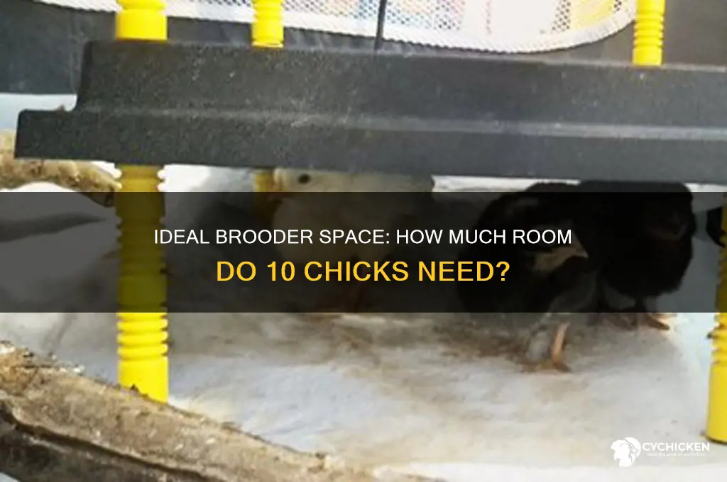 what size area should you keep 10 chicks