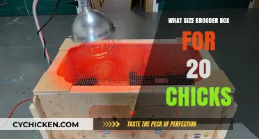 Choosing the Right Brooder Box Size for 20 Chicks
