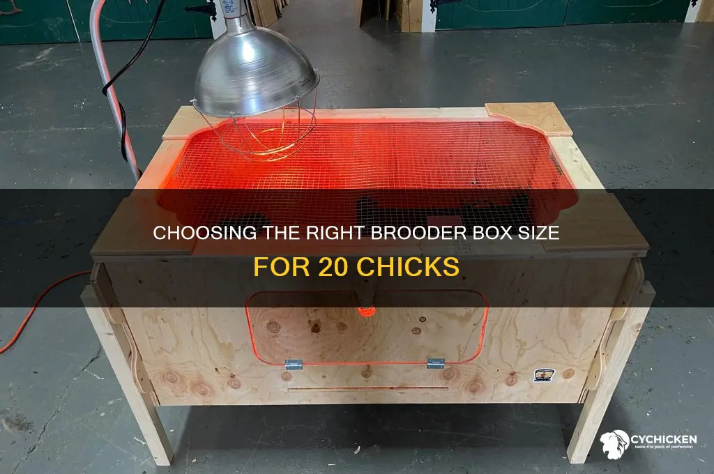 what size brooder box for 20 chicks