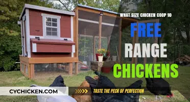 Optimal Coop Size for 10 Free-Range Chickens: A Guide