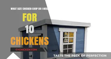 Sizing Up Your Coop: A Guide for 10 Happy Chickens