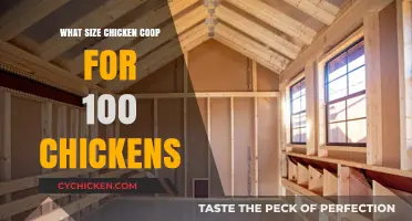 Optimal Coop Size for a Flock of 100 Chickens: A Guide