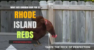 Optimal Coop Size for a Dozen Rhode Island Reds: A Guide