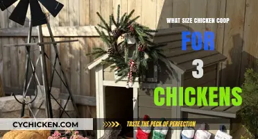 Optimal Coop Size for a Trio of Chickens: A Comprehensive Guide